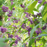 Bubble Up beautyberry shrub with purple berries and green foliage