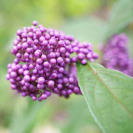 BUBBLE UP Beautyberry with purple berries in a pot