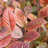 Red Zeppelin sweetshrub in a nursery pot