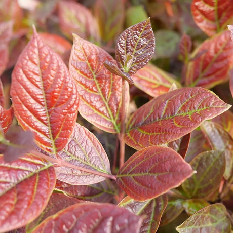 Red Zeppelin sweetshrub in a nursery pot