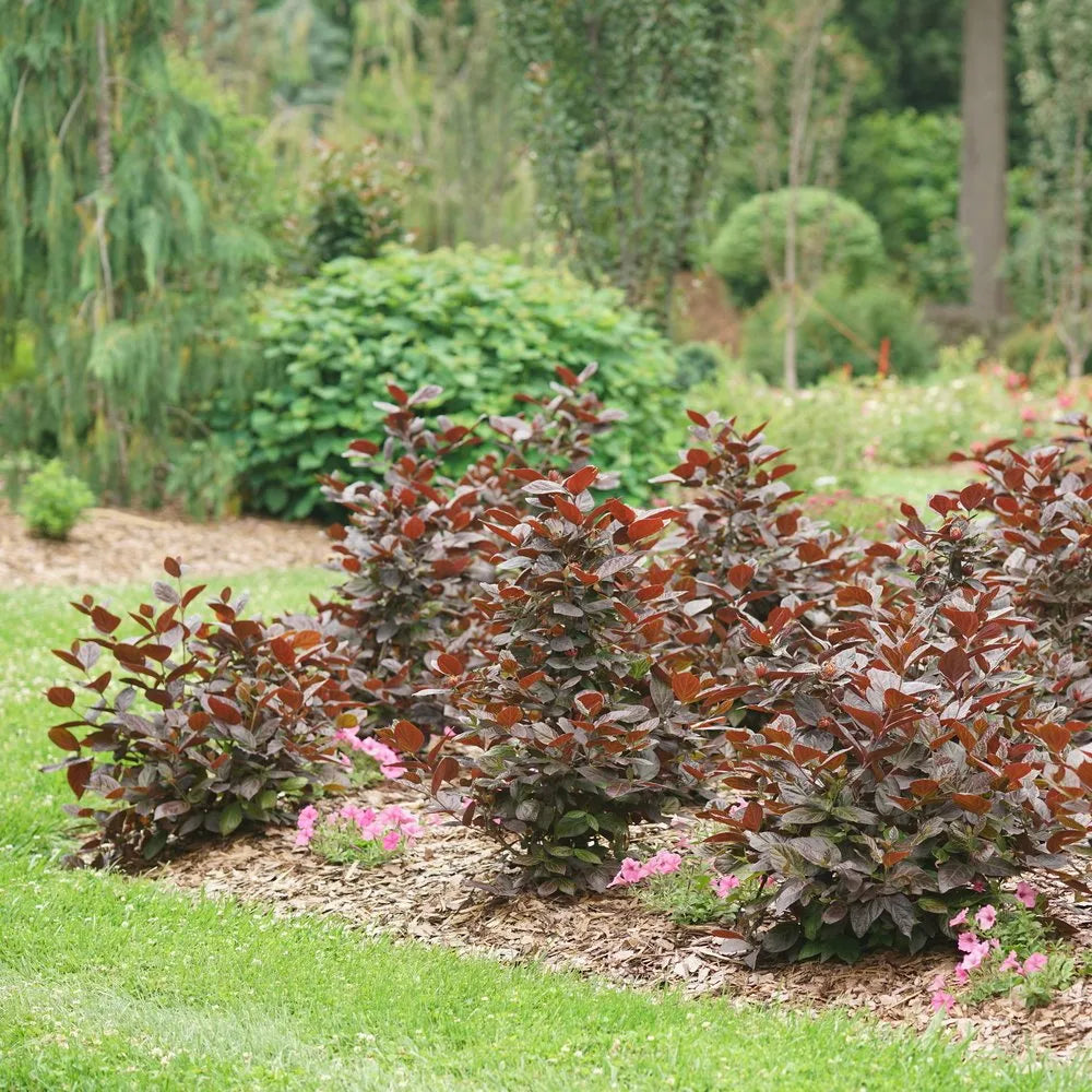 Red Zeppelin sweetshrub in a nursery pot