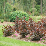 Red Zeppelin sweetshrub in a nursery pot