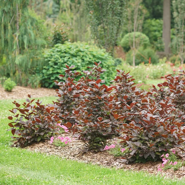 Red Zeppelin sweetshrub in a nursery pot
