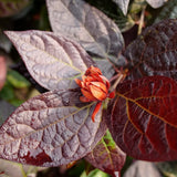 Red Zeppelin sweetshrub with dark red blooms in pot