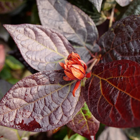 Red Zeppelin sweetshrub with dark red blooms in pot