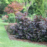 Red Zeppelin sweetshrub in a nursery pot