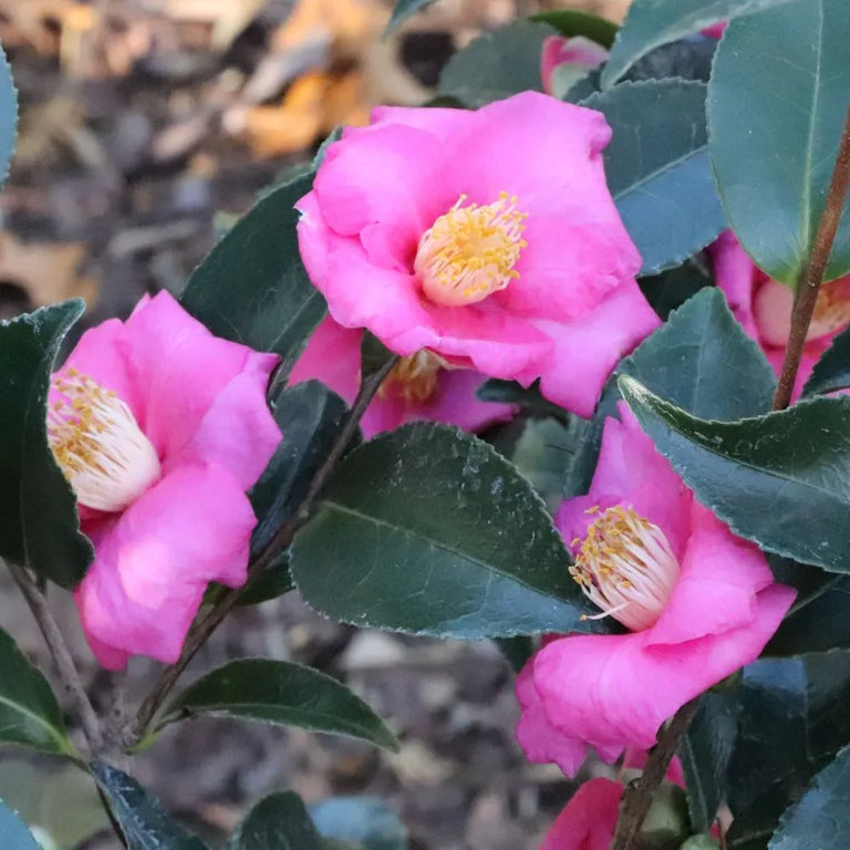 WARM HEARTED™ Pink camellia | Proven Winners® – Creekside Nursery, Inc