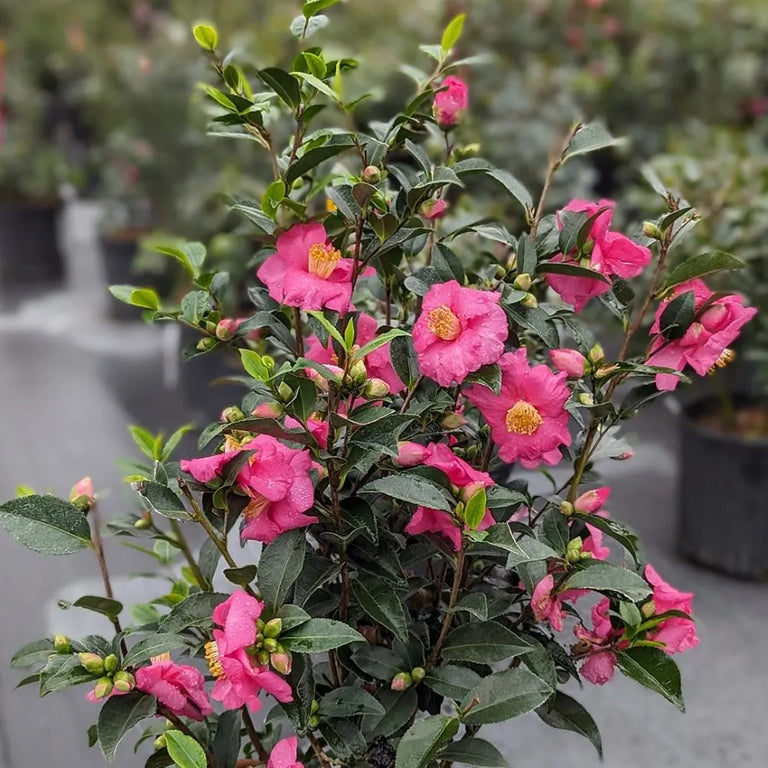 camellia plant pot WARM HEARTED™ Pink camellia