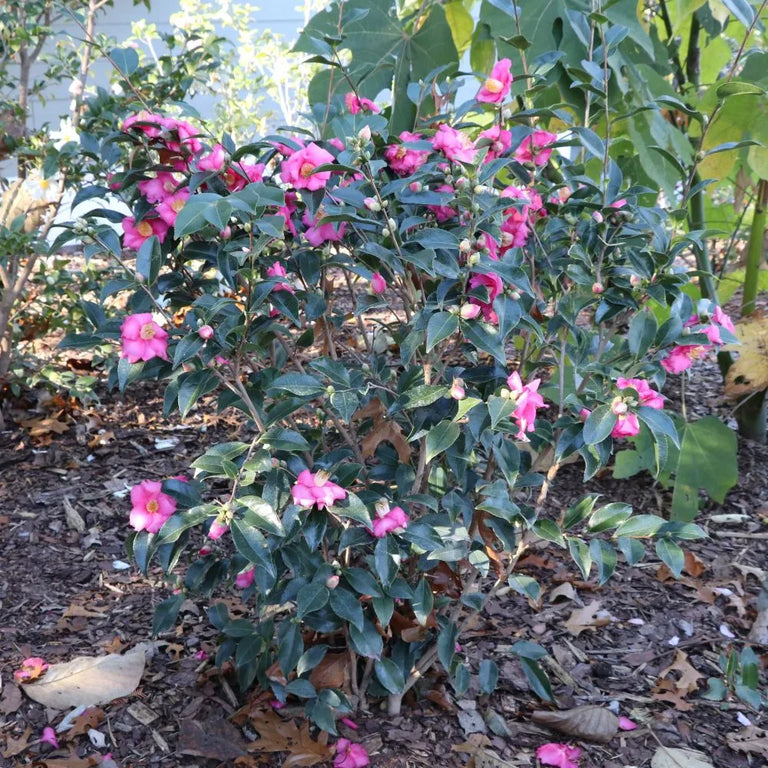 WARM HEARTED™ Pink camellia | Proven Winners® – Creekside Nursery, Inc
