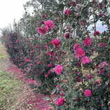 Ruby camellia with red blooms in a nursery pot