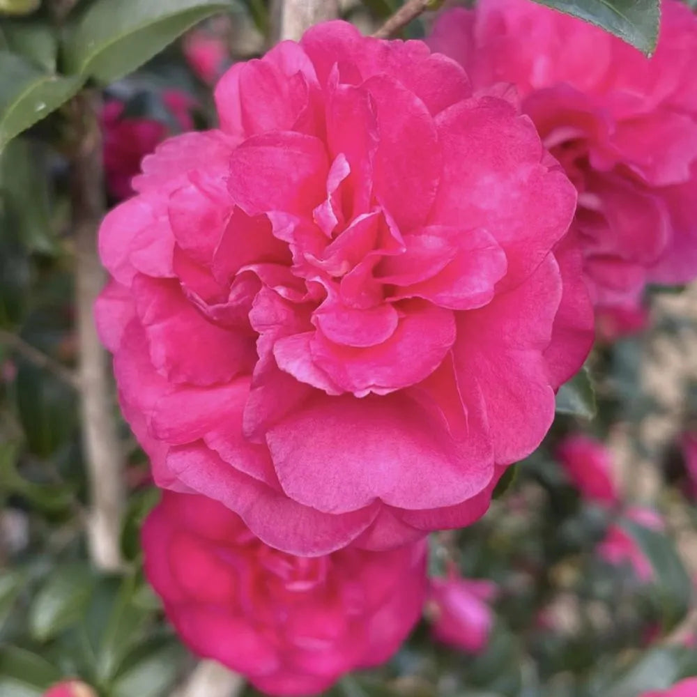 Ruby camellia with pink blooms in a pot