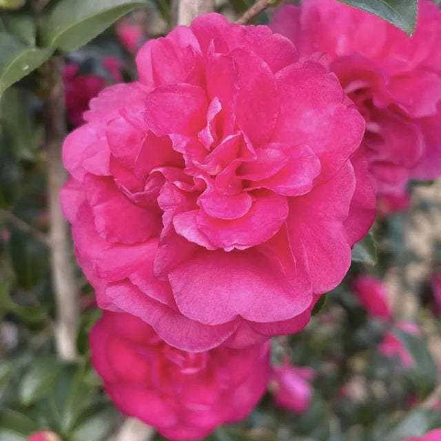 Ruby camellia with pink blooms in a pot