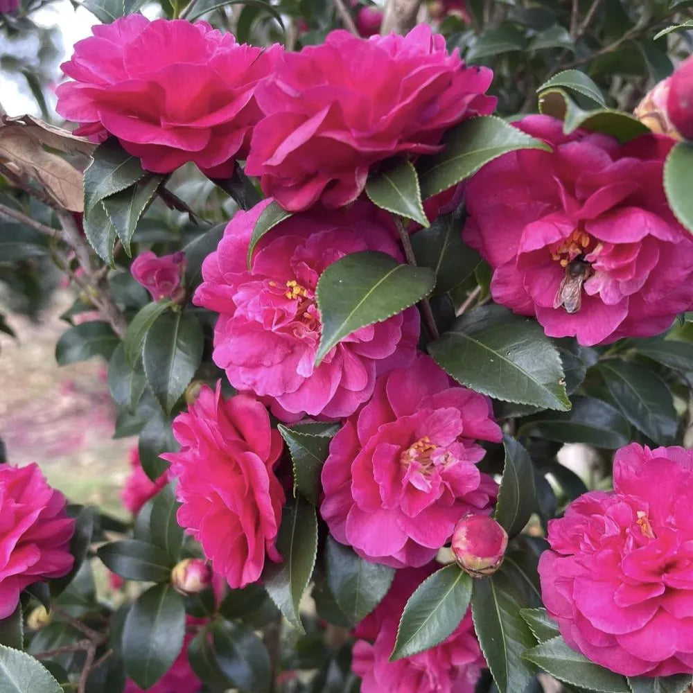 Ruby camellia with red blooms and glossy green leaves