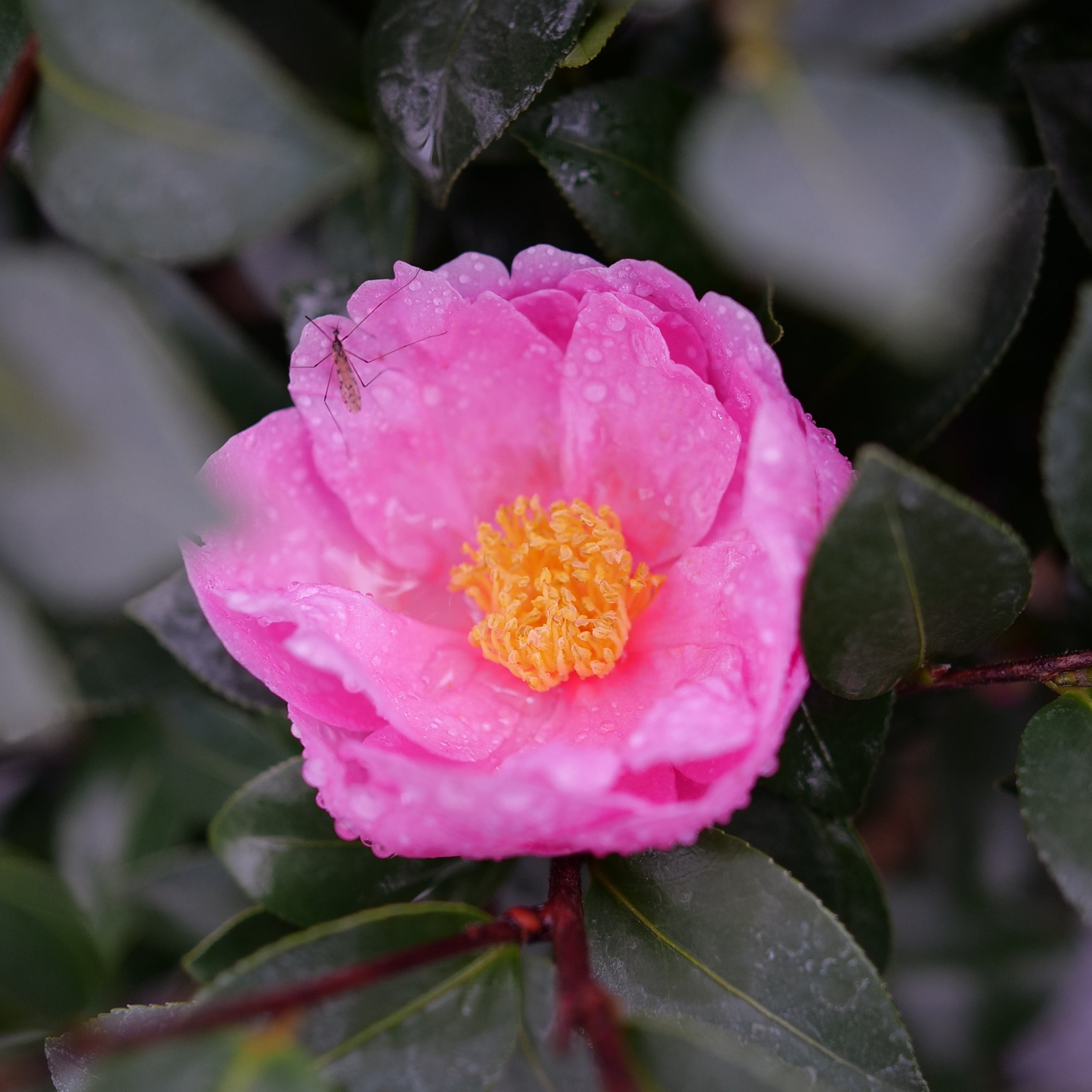 JUST CHILL® Double Mauve Camellia | Proven Winners® – Creekside