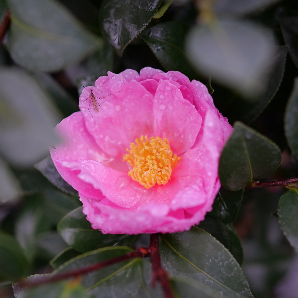 Double mauve camellia blooms with glossy green leaves