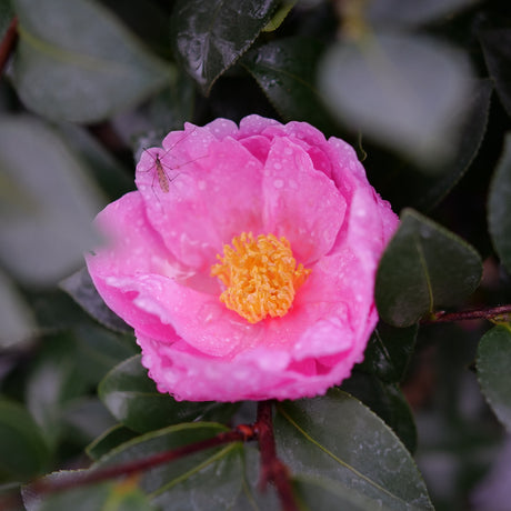 Double mauve camellia blooms with glossy green leaves