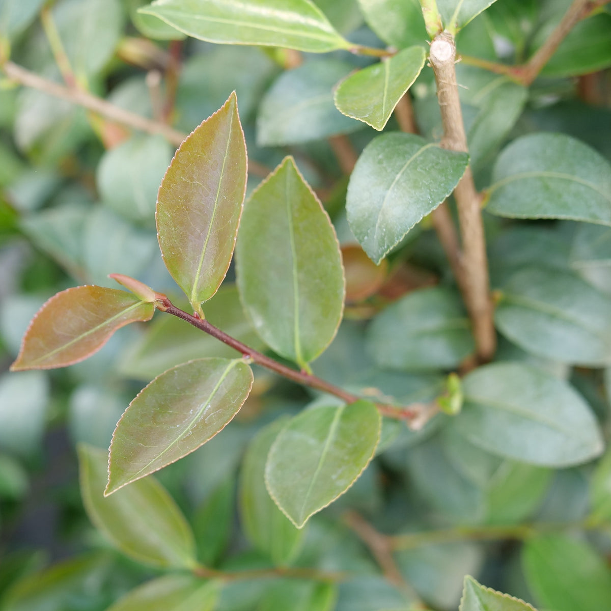 Double mauve camellia blooms with glossy green leaves