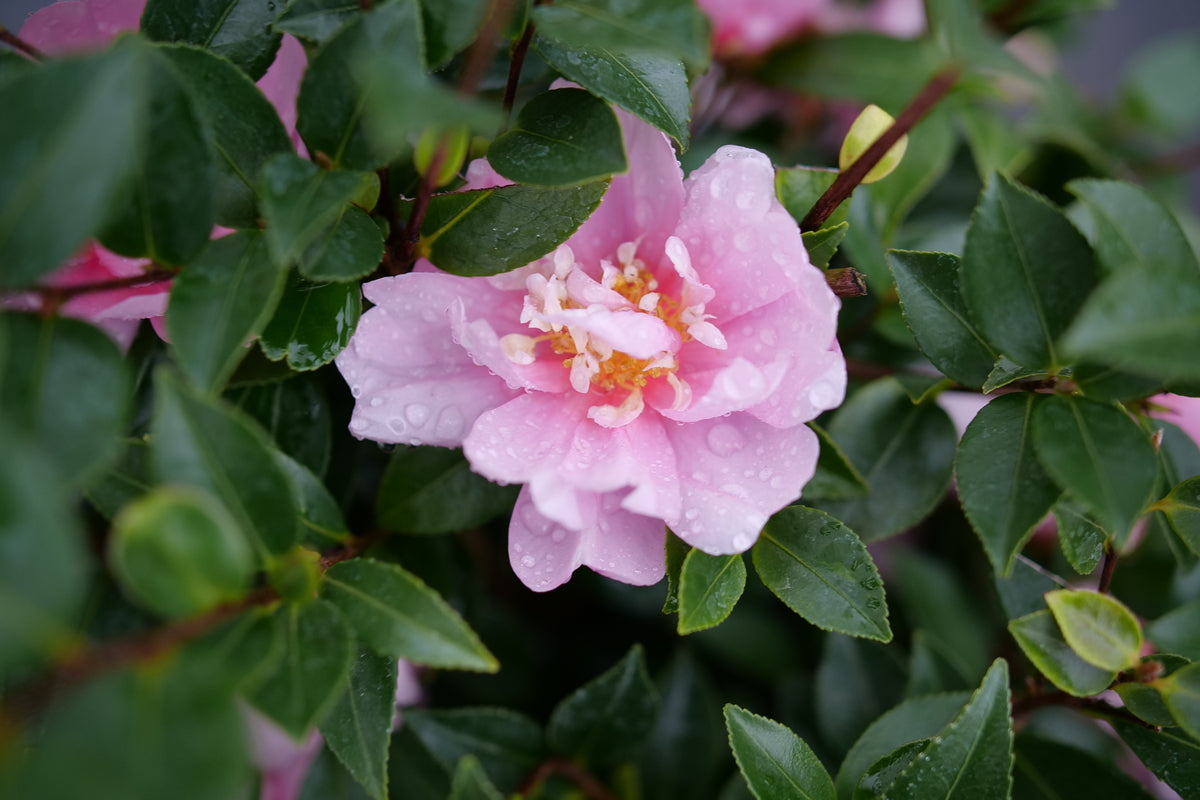JUST CHILL™ Double Pink Camellia – Creekside Nursery, Inc