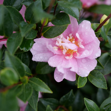 Double pink camellia flowers on a leafy shrub