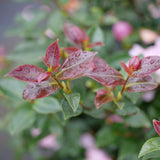 Double pink camellia blooms in a garden pot