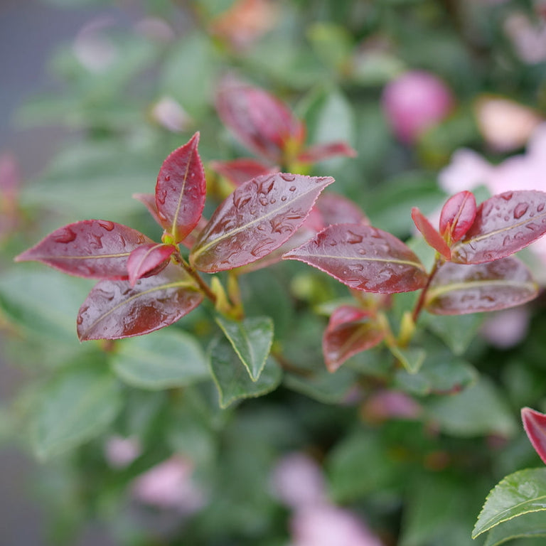 just plants JUST CHILL® Double Pink Camellia