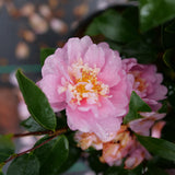 Double pink camellia blooms in a nursery pot