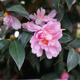 Double pink camellia in a pot with glossy green leaves