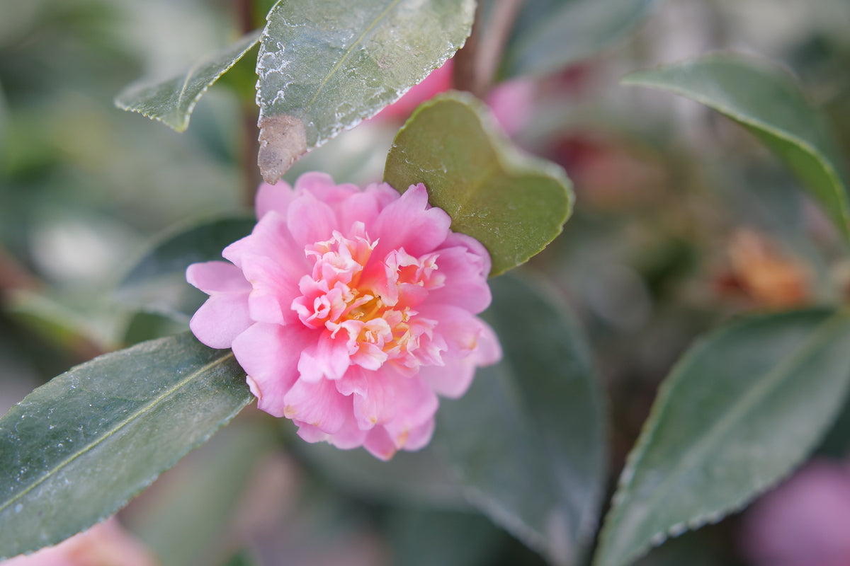 Pois ポワ　mellow cami pink Just Chill™ Double Pink Camellia | Plant Addicts