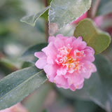 Double pink camellia in a nursery pot