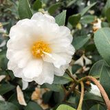 White camellia blooms with glossy green leaves in a pot