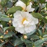 White camellia in bloom in a nursery pot
