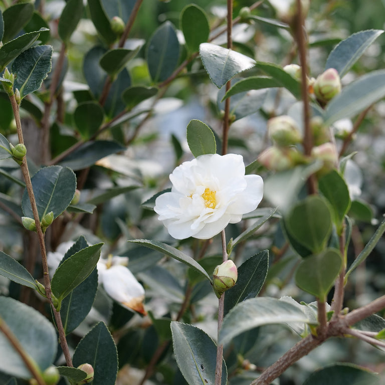 JUST CHILL® Double White Camellia