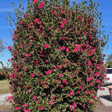 Ruby camellia in bloom in a nursery pot