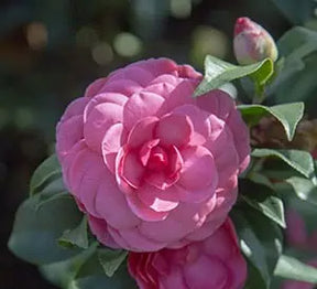 Early Wonder camellia with pink blooms in a pot