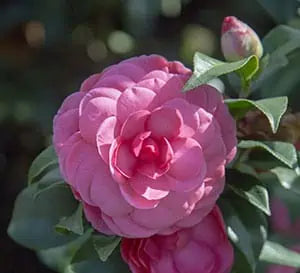 Early Wonder camellia with pink blooms in a pot