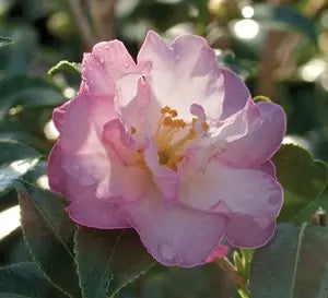 October Magic Orchid camellia with pink blooms in pot
