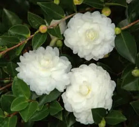 October Magic White Shi Shi camellia with white blooms