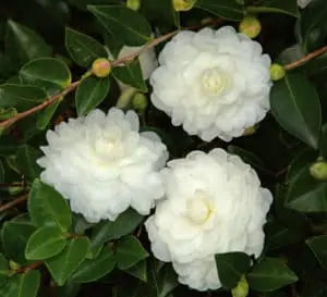 October Magic White Shi Shi camellia with white blooms