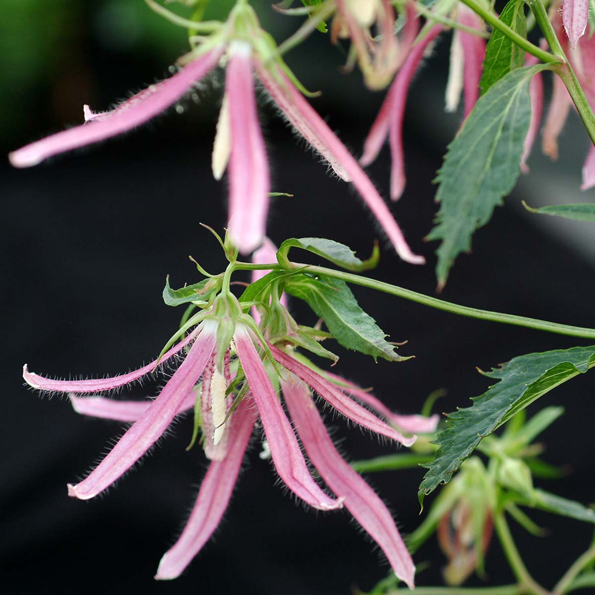 Pink Octopus campanula with pink blooms in a pot