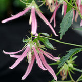 Pink Octopus campanula with pink blooms in a pot