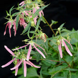 Pink Octopus Campanula with pink flowers in a pot