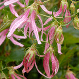 Pink Octopus campanula with pink blooms in a pot
