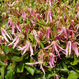 Pink Octopus campanula with pink star-shaped blooms in a pot