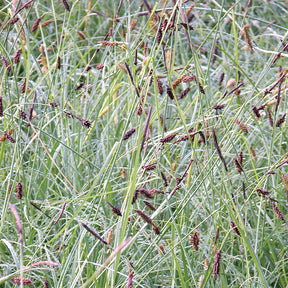 Carex Blue Zinger grass in a green nursery pot