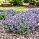Catwalk Queen nepeta in a nursery pot, with purple blooms