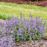 Catwalk Queen' nepeta in a nursery pot