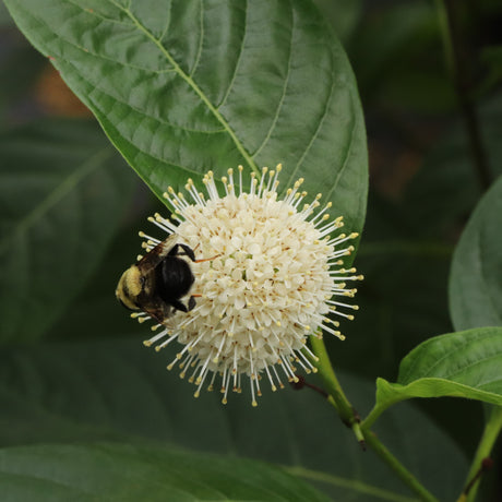 Sugar Shack buttonbush in a pot with rounded white blooms