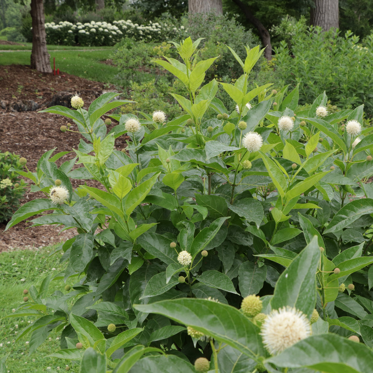 Sugar Shack buttonbush in a container with green foliage