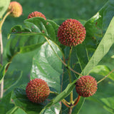 SUGAR SHACK 2.0 buttonbush in a pot with green foliage