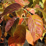 Sugar Shack 2.0 buttonbush in a container, dense green foliage